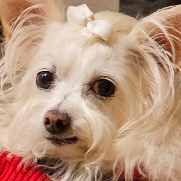 Meet your Posher, Posh - Picture 5 of 16